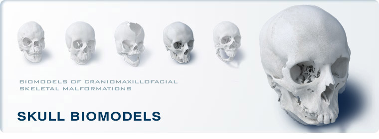 Skull Biomodels